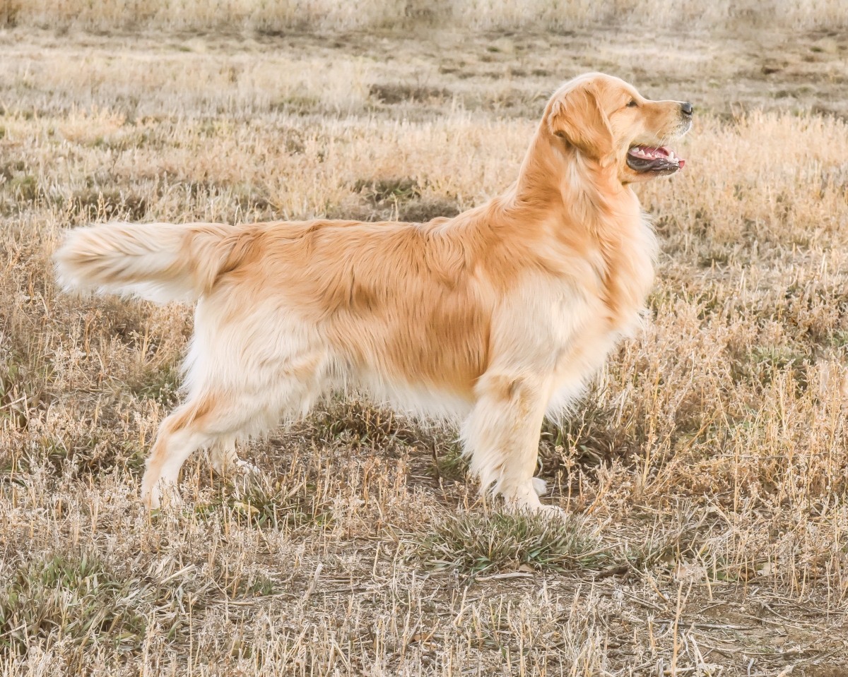 Rooster: The Golden Retriever